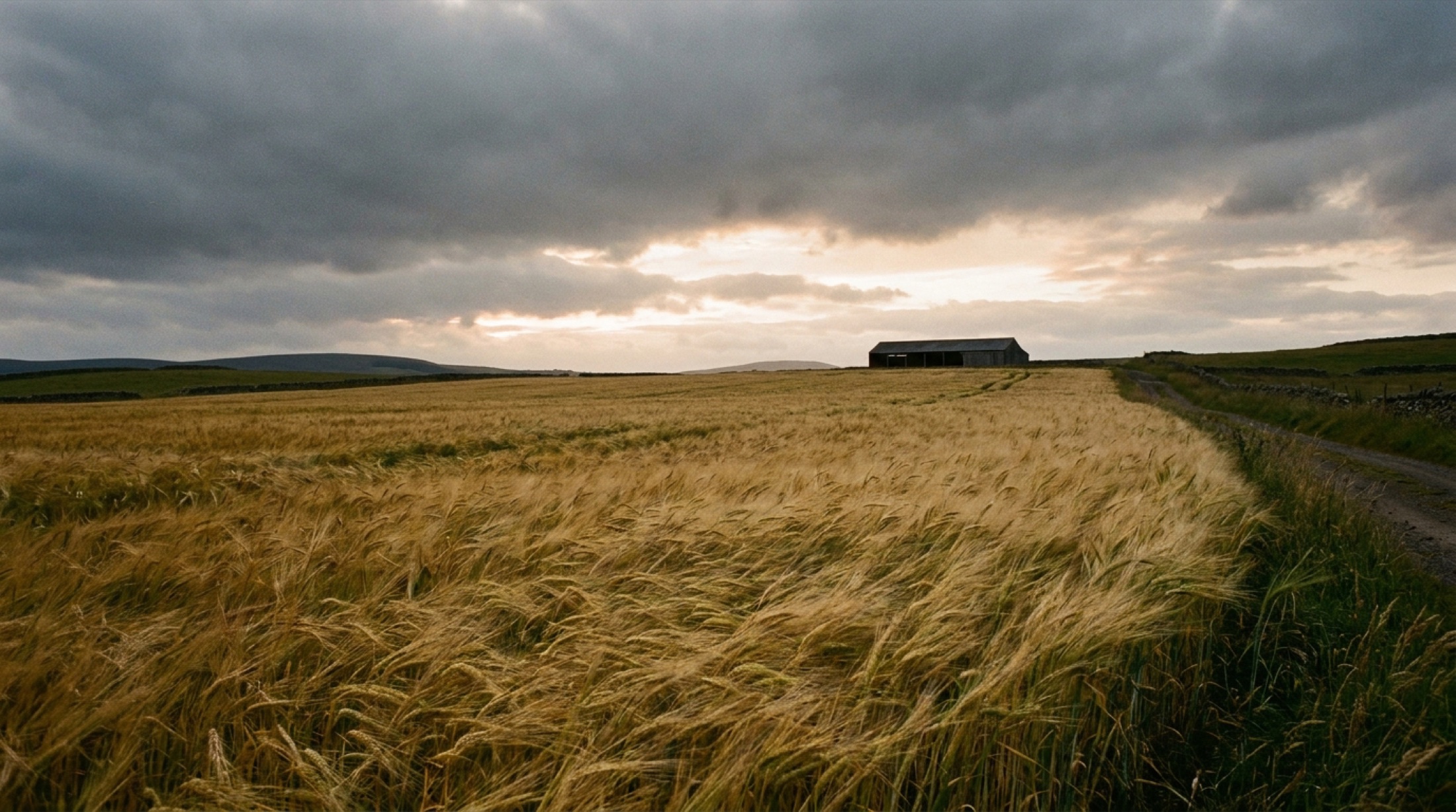 Perthshire'da alacakaranlıkta bir tahıl tarlası, uzakta tahta bir depo binası silueti