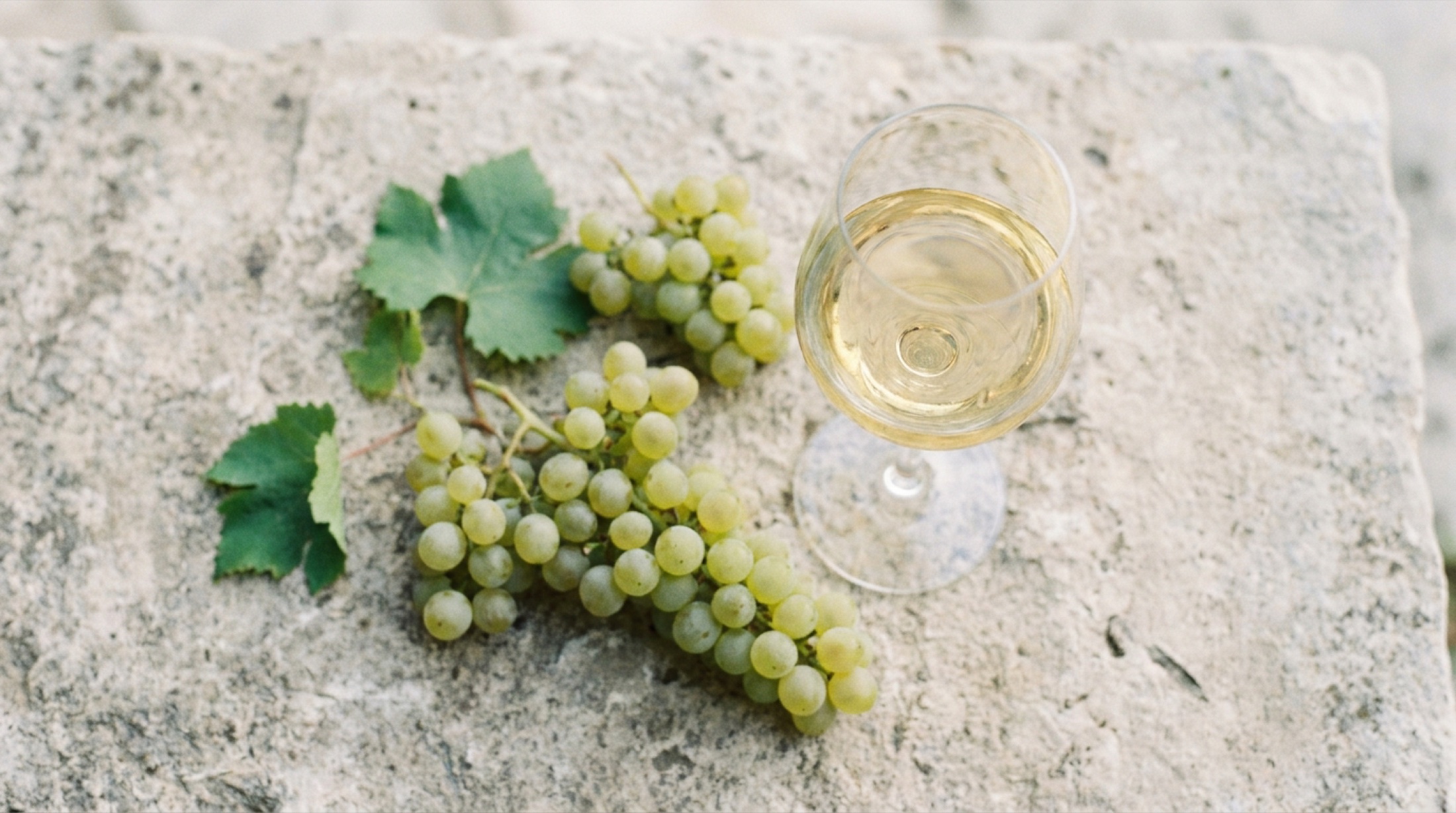 2024 hasadından Burgundy Chardonnay kadehi ve üzüm salkımları